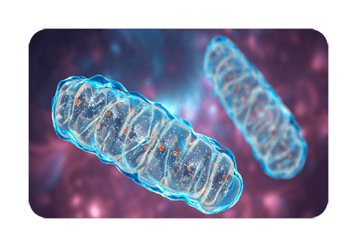 Illustration of mitochondria from the maker's sales page